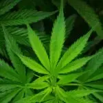 All About Marijuana Laws in New Jersey